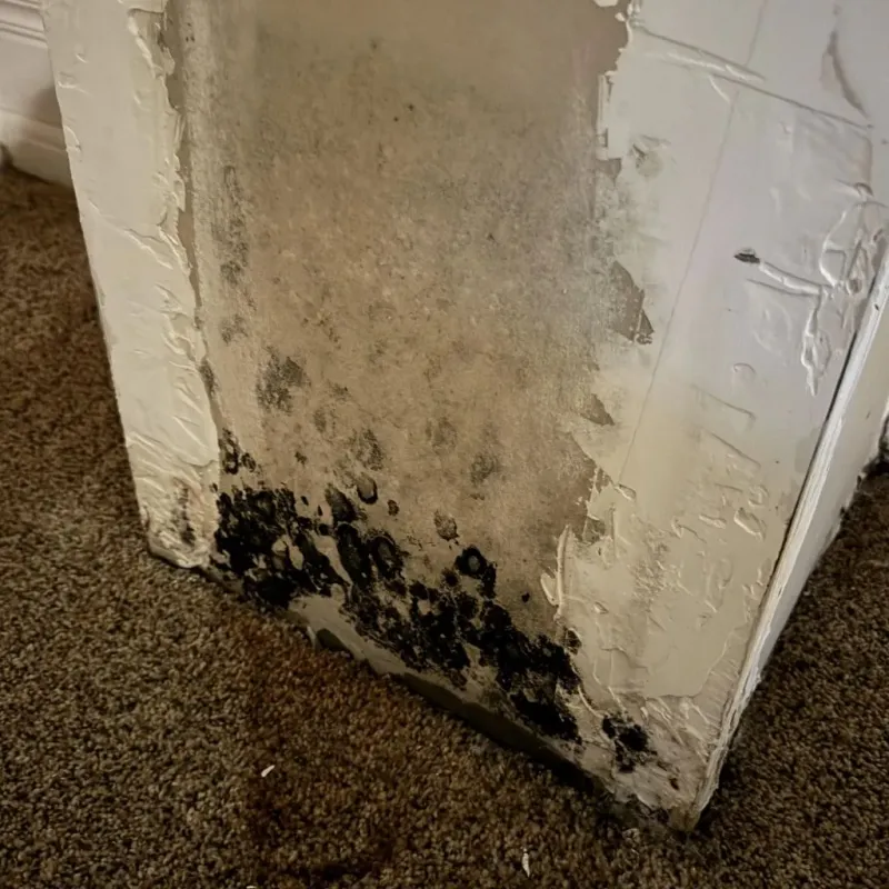 Professional Mold Removal in Wartburg, TN